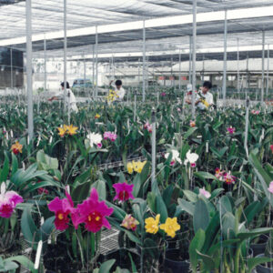 嘉得麗亞蘭網式栽培-八十七年巴拉圭展及紐俄展樣片-MOFA109179CF-2020-12--PH00037-018