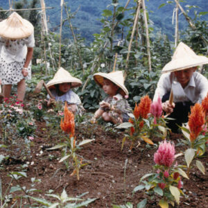 台北市市民農園-八十七年巴拉圭展及紐俄展樣片-MOFA109179CF-2020-12--PH00037-029