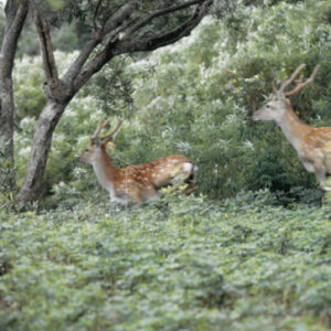 墾丁國家公園野放的梅花鹿-八十七年巴拉圭展及紐俄展樣片-MOFA109179CF-2020-12--PH00037-036