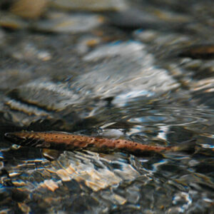 國寶魚-櫻花鉤吻鲑-八十七年巴拉圭展及紐俄展樣片-MOFA109179CF-2020-12--PH00037-044