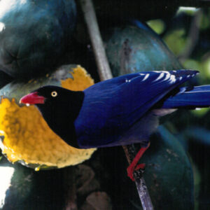 台灣藍鵲-八十七年巴拉圭展及紐俄展樣片-MOFA109179CF-2020-12--PH00037-046