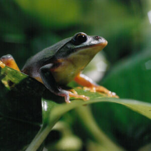 台北樹蛙-八十七年巴拉圭展及紐俄展樣片-MOFA109179CF-2020-12--PH00037-048