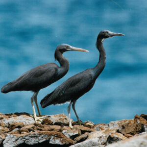 澎湖群島常見的留鳥「岩鷺」-八十七年巴拉圭展及紐俄展樣片-MOFA109179CF-2020-12--PH00037-049