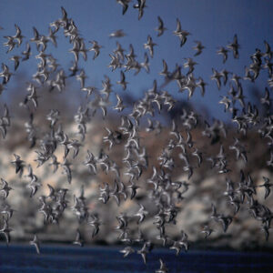 台灣極具代表性的岸鳥「濱鷸」-八十七年巴拉圭展及紐俄展樣片-MOFA109179CF-2020-12--PH00037-054