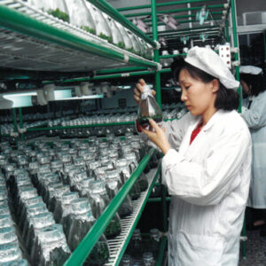 蝴蝶蘭蘭花幼苗培育-八十七年巴拉圭展及紐俄展樣片-MOFA109179CF-2020-12--PH00037-060