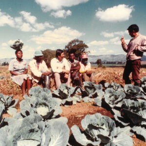 中華民國農技師教導農夫種植高麗菜 Chinese agricultural workers in Lesotho-外交-MOFA109179CF-2020-12-PH00039-061