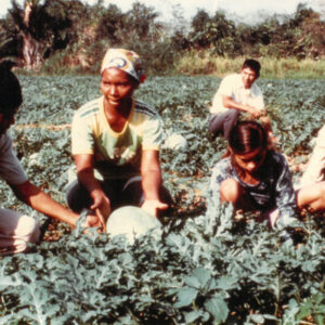 印尼西瓜之收成得力於中華農技團之幫助 Watermelon grown in Indonesia with help og Chinese agricultural technical mission-外交-MOFA109179CF-2020-12-PH00039-063