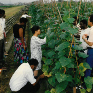 第三世界國家來台學習農業技術-台中農業改良場 78.5.15-外交-MOFA109179CF-2020-12-PH00039-067