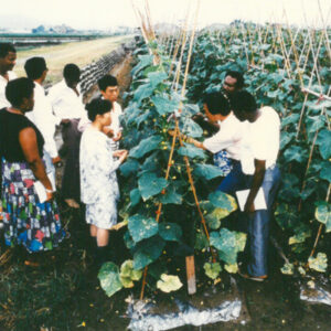 第三世界國家來台學習農業技術-台中農業改良場 78.5.15-外交-MOFA109179CF-2020-12-PH00039-068