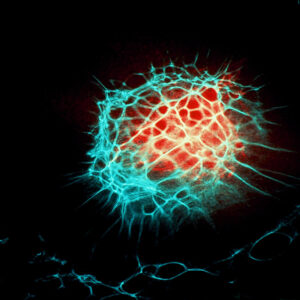 翻拍雷射-MOFA109179CF-2020-12--SL00007-025