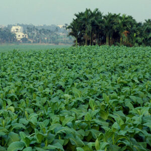 -好照片-MOFA109179CF-2020-12-SL00027-181