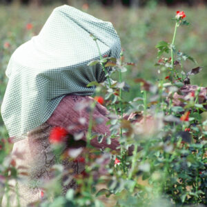 -農-農村、農作物。 漁-漁港、水產養殖. 牧-雞、鴨、牛、豬。-MOFA109179CF-2020-12-SL00028-024