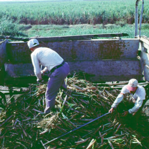 -農-農村、農作物。 漁-漁港、水產養殖. 牧-雞、鴨、牛、豬。-MOFA109179CF-2020-12-SL00028-028