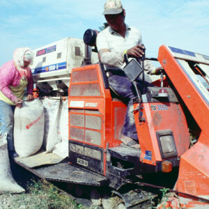 稻米收割-農-農村、農作物。 漁-漁港、水產養殖. 牧-雞、鴨、牛、豬。-MOFA109179CF-2020-12-SL00028-033