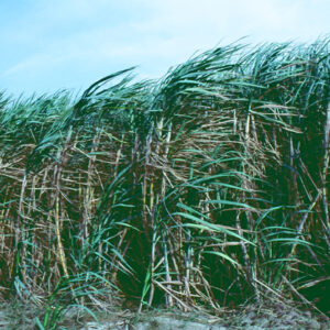 -農-農村、農作物。 漁-漁港、水產養殖. 牧-雞、鴨、牛、豬。-MOFA109179CF-2020-12-SL00028-034