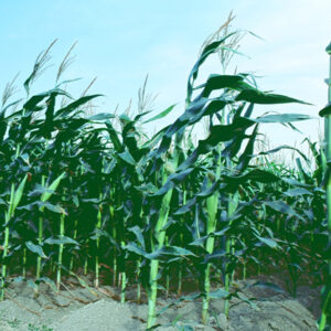 玉米田-農-農村、農作物。 漁-漁港、水產養殖. 牧-雞、鴨、牛、豬。-MOFA109179CF-2020-12-SL00028-035