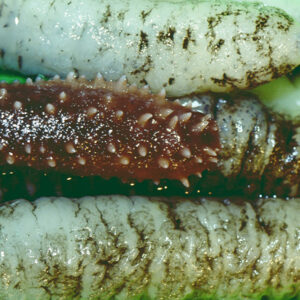 海參-農-農村、農作物。 漁-漁港、水產養殖. 牧-雞、鴨、牛、豬。-MOFA109179CF-2020-12-SL00028-041