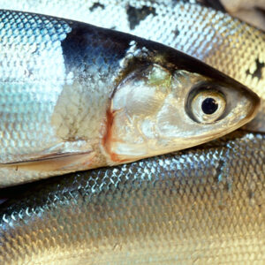 虱目-農-農村、農作物。 漁-漁港、水產養殖. 牧-雞、鴨、牛、豬。-MOFA109179CF-2020-12-SL00028-044