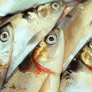 虱目-農-農村、農作物。 漁-漁港、水產養殖. 牧-雞、鴨、牛、豬。-MOFA109179CF-2020-12-SL00028-045