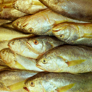 黃魚-農-農村、農作物。 漁-漁港、水產養殖. 牧-雞、鴨、牛、豬。-MOFA109179CF-2020-12-SL00028-046