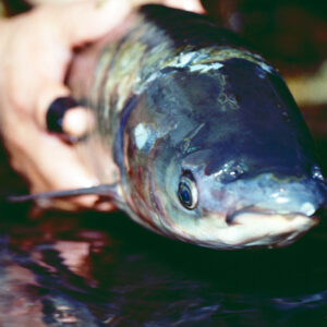 草魚-農-農村、農作物。 漁-漁港、水產養殖. 牧-雞、鴨、牛、豬。-MOFA109179CF-2020-12-SL00028-048