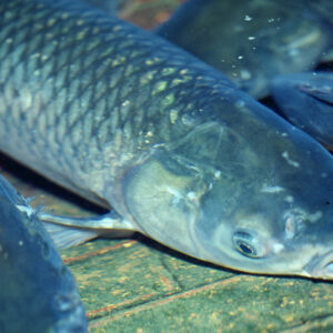 草魚-農-農村、農作物。 漁-漁港、水產養殖. 牧-雞、鴨、牛、豬。-MOFA109179CF-2020-12-SL00028-049