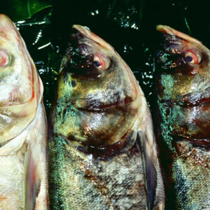 鰱魚-農-農村、農作物。 漁-漁港、水產養殖. 牧-雞、鴨、牛、豬。-MOFA109179CF-2020-12-SL00028-051