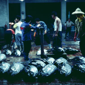 -農-農村、農作物。 漁-漁港、水產養殖. 牧-雞、鴨、牛、豬。-MOFA109179CF-2020-12-SL00028-083