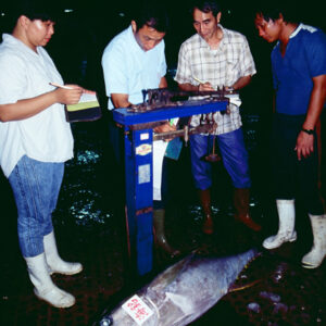 東港-秤魚-農-農村、農作物。 漁-漁港、水產養殖. 牧-雞、鴨、牛、豬。-MOFA109179CF-2020-12-SL00028-084