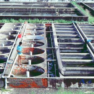 東港-水試所-農-農村、農作物。 漁-漁港、水產養殖. 牧-雞、鴨、牛、豬。-MOFA109179CF-2020-12-SL00028-085