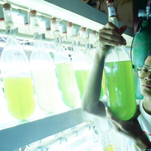 綠藻培養-水試所-農-農村、農作物。 漁-漁港、水產養殖. 牧-雞、鴨、牛、豬。-MOFA109179CF-2020-12-SL00028-087