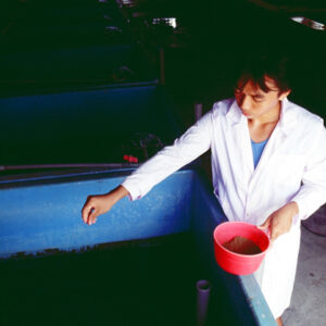 餵魚-農-農村、農作物。 漁-漁港、水產養殖. 牧-雞、鴨、牛、豬。-MOFA109179CF-2020-12-SL00028-091