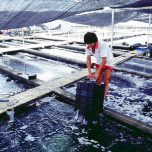 九孔-農-農村、農作物。 漁-漁港、水產養殖. 牧-雞、鴨、牛、豬。-MOFA109179CF-2020-12-SL00028-093