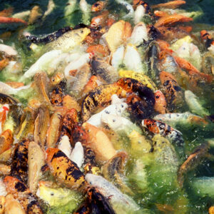 -農-農村、農作物。 漁-漁港、水產養殖. 牧-雞、鴨、牛、豬。-MOFA109179CF-2020-12-SL00028-094