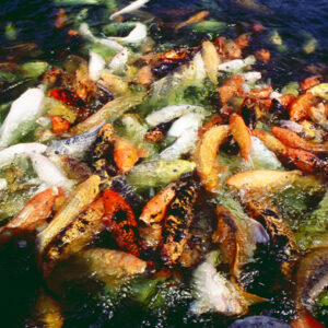 -農-農村、農作物。 漁-漁港、水產養殖. 牧-雞、鴨、牛、豬。-MOFA109179CF-2020-12-SL00028-095