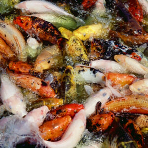 錦鯉魚-農-農村、農作物。 漁-漁港、水產養殖. 牧-雞、鴨、牛、豬。-MOFA109179CF-2020-12-SL00028-096