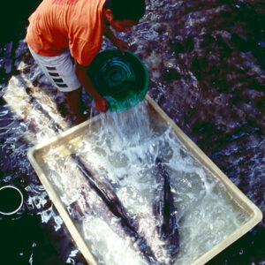 -農-農村、農作物。 漁-漁港、水產養殖. 牧-雞、鴨、牛、豬。-MOFA109179CF-2020-12-SL00028-097