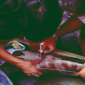 抽石斑精液-農-農村、農作物。 漁-漁港、水產養殖. 牧-雞、鴨、牛、豬。-MOFA109179CF-2020-12-SL00028-098