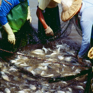 捕黃錫鯛-農-農村、農作物。 漁-漁港、水產養殖. 牧-雞、鴨、牛、豬。-MOFA109179CF-2020-12-SL00028-099