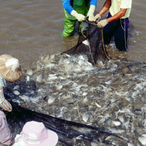 捕黃錫鯛-農-農村、農作物。 漁-漁港、水產養殖. 牧-雞、鴨、牛、豬。-MOFA109179CF-2020-12-SL00028-100