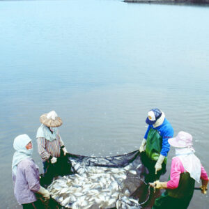 捕黃錫鯛-農-農村、農作物。 漁-漁港、水產養殖. 牧-雞、鴨、牛、豬。-MOFA109179CF-2020-12-SL00028-101