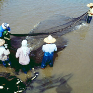 -農-農村、農作物。 漁-漁港、水產養殖. 牧-雞、鴨、牛、豬。-MOFA109179CF-2020-12-SL00028-102