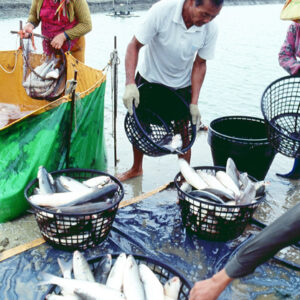 台南-烏魚-農-農村、農作物。 漁-漁港、水產養殖. 牧-雞、鴨、牛、豬。-MOFA109179CF-2020-12-SL00028-104