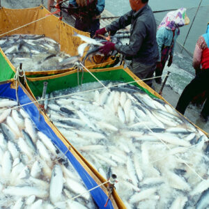 烏魚塭-農-農村、農作物。 漁-漁港、水產養殖. 牧-雞、鴨、牛、豬。-MOFA109179CF-2020-12-SL00028-105