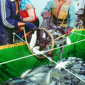 -農-農村、農作物。 漁-漁港、水產養殖. 牧-雞、鴨、牛、豬。-MOFA109179CF-2020-12-SL00028-106