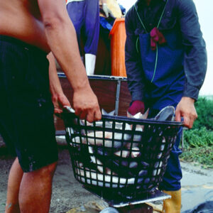 秤烏魚-農-農村、農作物。 漁-漁港、水產養殖. 牧-雞、鴨、牛、豬。-MOFA109179CF-2020-12-SL00028-107