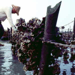 搖清泆蚵田-農-農村、農作物。 漁-漁港、水產養殖. 牧-雞、鴨、牛、豬。-MOFA109179CF-2020-12-SL00028-109