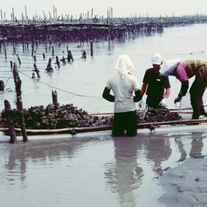 蚵田-農-農村、農作物。 漁-漁港、水產養殖. 牧-雞、鴨、牛、豬。-MOFA109179CF-2020-12-SL00028-111