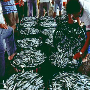 -農-農村、農作物。 漁-漁港、水產養殖. 牧-雞、鴨、牛、豬。-MOFA109179CF-2020-12-SL00028-136