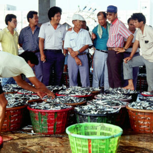 澎湖-魚販-農-農村、農作物。 漁-漁港、水產養殖. 牧-雞、鴨、牛、豬。-MOFA109179CF-2020-12-SL00028-138